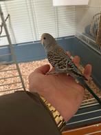 Mooie vogelkooi met 2 grasparkieten, Dieren en Toebehoren, Vogels | Parkieten en Papegaaien, Vrouwelijk, Parkiet, Tam