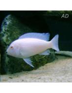 pseudotr. socolofi white 2-3 cm €7,95, Dieren en Toebehoren, Vis, Zoetwatervis