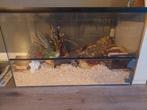 Terrarium voor hamster, Dieren en Toebehoren, Gebruikt, 75 tot 110 cm, Ophalen, Minder dan 60 cm