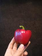 Paarse Paprika Zaden - 10 zaden, Verzenden, Gehele jaar, Volle zon, Zaad