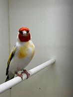 Majoor putter, Mannelijk, Bastaard