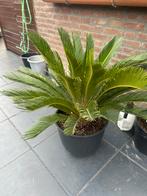 Cycas revoluta, Ophalen of Verzenden, Volle zon