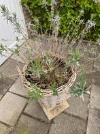 Grote lavendel in rieten mand, Tuin en Terras, Rond, Minder dan 60 cm, Ophalen