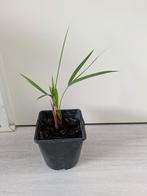 Palm stekje, Huis en Inrichting, Ophalen, Palm, Halfschaduw, Minder dan 100 cm