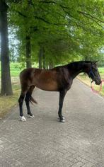 2 jarige merrie van President te koop, Dieren en Toebehoren, Merrie, Minder dan 160 cm, 0 tot 2 jaar, Gechipt