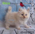 Ragdoll kittens met stamboom ( Fawn en Cinnamon), Dieren en Toebehoren, Katten en Kittens | Raskatten | Langhaar, Meerdere dieren