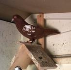 2 nederlandse hoogvliegers, Dieren en Toebehoren, Vogels | Duiven, Meerdere dieren, Postduif