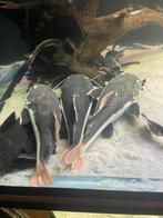 Roodstaart meerval, Dieren en Toebehoren, Vis, Zoetwatervis