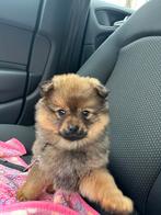 Mooie dwergkees pup, Dieren en Toebehoren, België, Particulier, Keeshond, 8 tot 15 weken