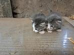kittens, Poes, Ontwormd, 0 tot 2 jaar
