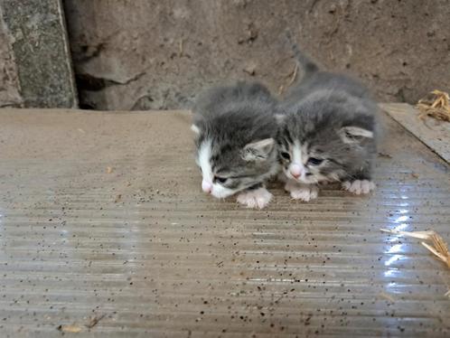 kittens, Dieren en Toebehoren, Katten en Kittens | Raskatten | Korthaar, Poes, 0 tot 2 jaar, Ontwormd