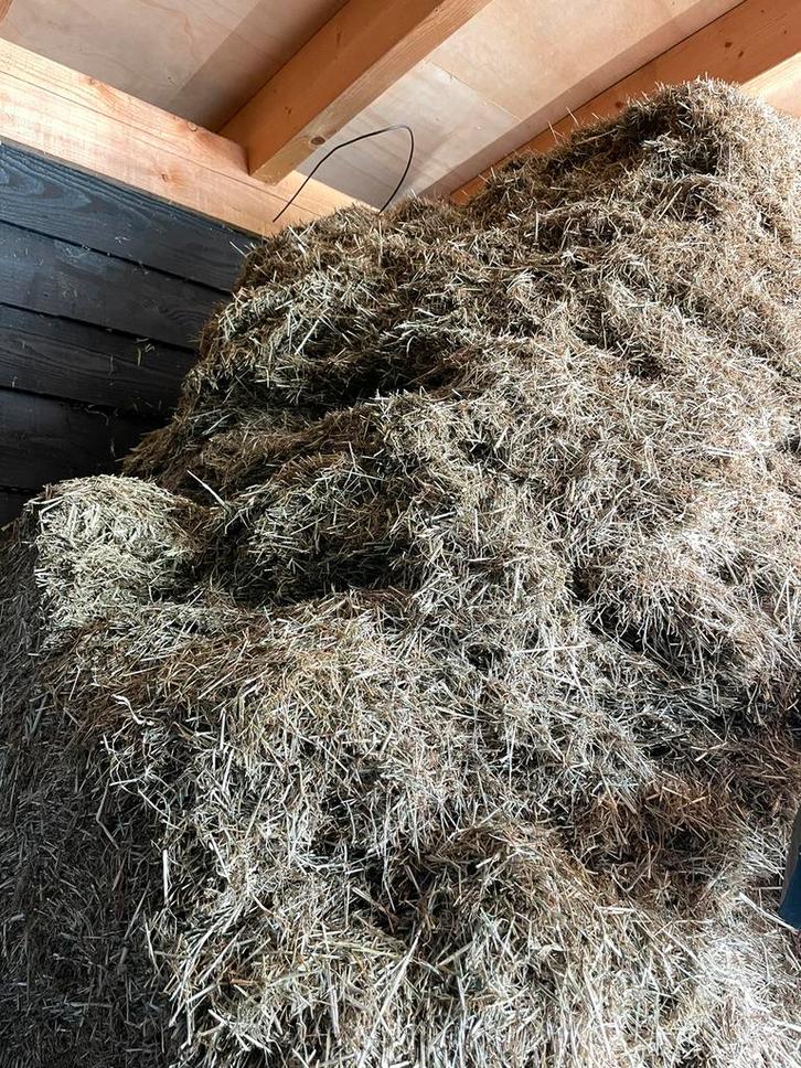Hooi, grote vierkante balen grasdrogerij, Dieren en Toebehoren, Dierenvoeding, Vee, Ophalen