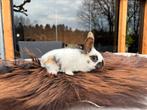 Jonge Rijnlander konijnen, Dieren en Toebehoren, Konijnen, Meerdere dieren, Middelgroot, 0 tot 2 jaar