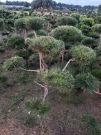 Pinus nigra nigra tuinbonsai/vormsnoei 120/140cm, Ophalen, Overige soorten