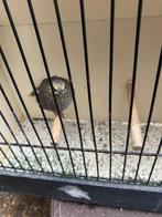 Vlek keel bulbuul man 2024, Dieren en Toebehoren, Mannelijk