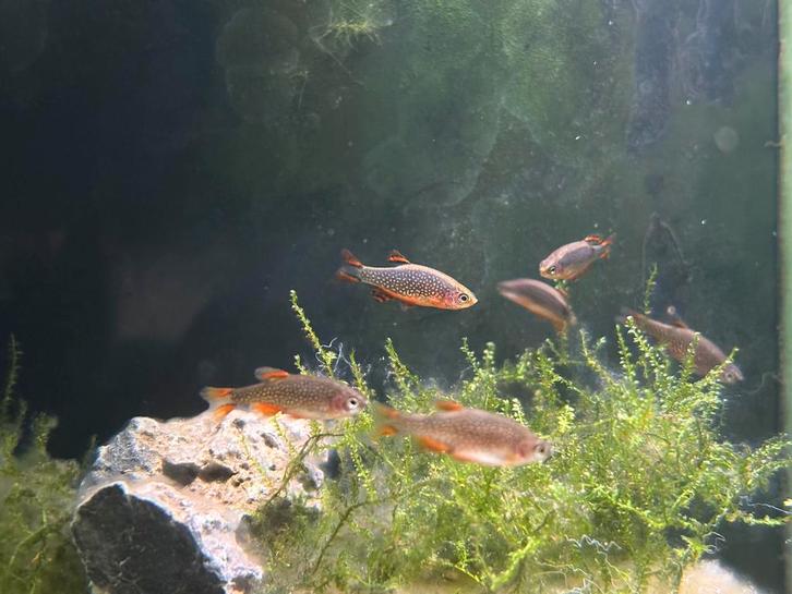 7 Pareldanio | CPD | Celestial Pearl Danio | Galaxy Rasbora, Dieren en Toebehoren, Vissen | Aquariumvissen, Zoetwatervis, Vis