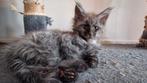 Maine Coon kittens, Meerdere dieren, Ontwormd