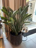 Strelitzia Reginea, Tuin en Terras, In pot, Zomer, Overige soorten, Volle zon