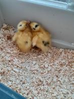 Te koop loopeend kuiken, Dieren en Toebehoren, Pluimvee, Geslacht onbekend, Eend