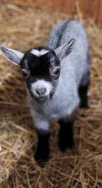 Blauwschimmel bokje Van 2025, Dieren en Toebehoren, Mannelijk, Geit