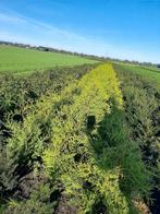 Thuja Brabant  groenblijvende haagplanten vanf €2,80, Tuin en Terras, Planten | Struiken en Hagen, Ophalen of Verzenden, Conifeer