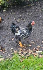 Wyandotte haan zwart wit gekleurd 2025, Dieren en Toebehoren, Pluimvee, Mannelijk, Kip