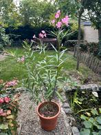 Oleander met Roze Bloemen, Tuin en Terras, Planten | Tuinplanten, Ophalen, Zomer, Overige soorten, Volle zon
