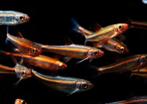 Notropis chrosomus–Rainbowshiner, Dieren en Toebehoren, Vissen | Aquariumvissen, Vis, Zoetwatervis