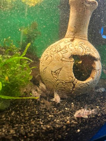 Corydora Paleatus beschikbaar voor biedingen