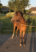 Leuke 2.5jarige welsh merrie, Dieren en Toebehoren, Pony's, Merrie, Met stamboom