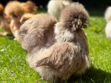 Silkie Zijdehoen USA broedeitjes beschikbaar voor biedingen