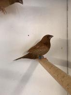 Japanse meeuwtjes, Dieren en Toebehoren, Vogels | Overige Vogels, Meerdere dieren