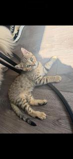 Bengaal kittens mogen weg, Dieren en Toebehoren, Katten en Kittens | Raskatten | Korthaar, Meerdere dieren, Gechipt, 0 tot 2 jaar