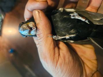 Twatwa geringd 2023 dubbel ring sjaak broed beschikbaar voor biedingen