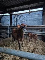 Jersey met stierkalf en 2 kuis kalveren, Dieren en Toebehoren, November, Vrouwelijk