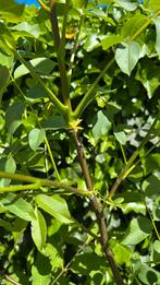 Walnoot boom 2 meter hoog, Ophalen, Lente, In pot, Walnotenboom