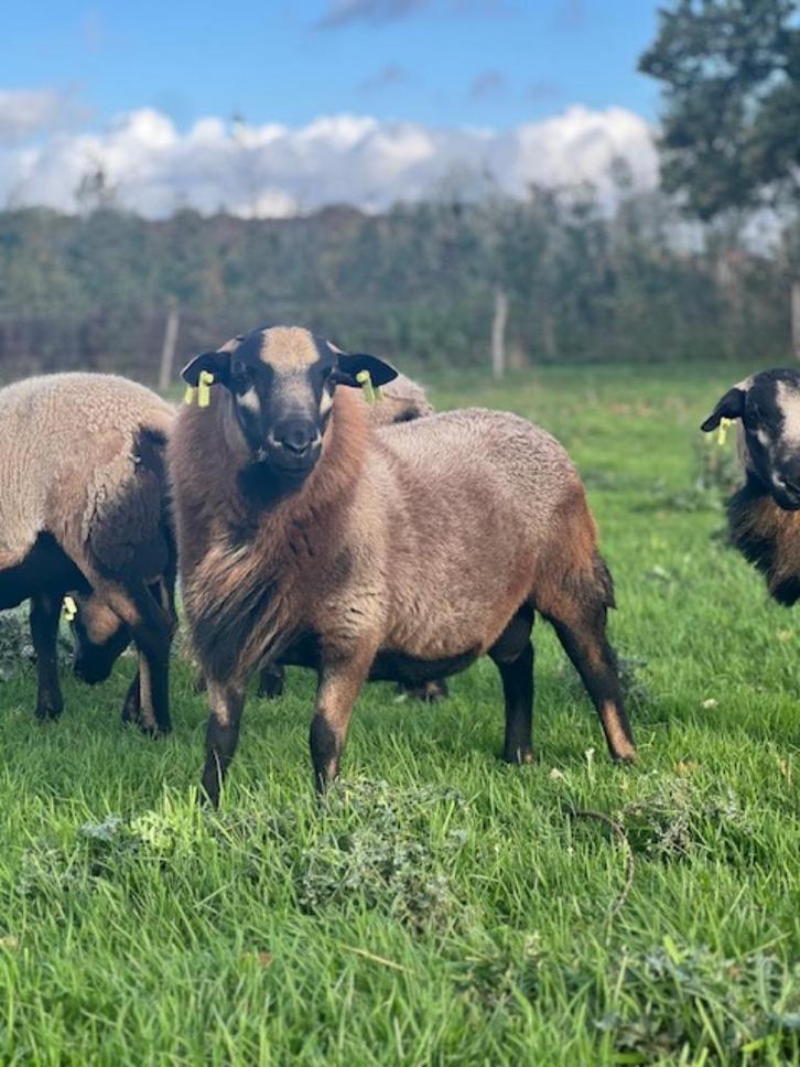 Maasduinen lammeren • Ooien & Rammen • Zelf-Ruiend, Dieren en Toebehoren, Schapen, Geiten en Varkens, Schaap, Meerdere dieren