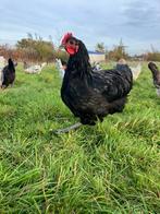 Zwarte Australorp Hanen, Dieren en Toebehoren, Pluimvee, Mannelijk, Kip