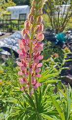 Lupine zaden, Ophalen of Verzenden, Volle zon