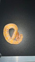 Banana het albino/toffee 66% rainbow 0.1 2024, Dieren en Toebehoren, Reptielen en Amfibieën, Slang