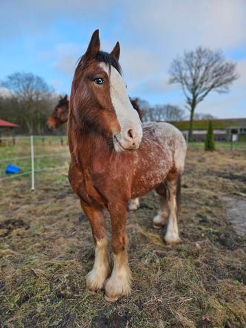 Gezocht: hooi boer die GROTE balen hooi/voordroog kan levere