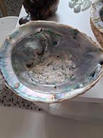 XXL Abalone Schelp, Overige materialen, Moeder natuur, Schaal, Onbekend
