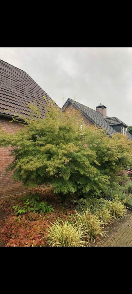 Acer palmatum seiryu, Tuin en Terras, Planten | Bomen, Overige soorten, Minder dan 100 cm, Halfschaduw, Bloeit niet, Ophalen