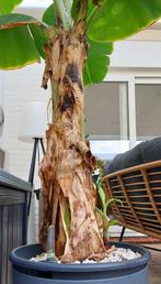 Bananenplant op Hydro-vulcastrat, Tuin en Terras, Vaste plant, Halfschaduw, Zomer, Ophalen