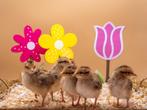 Welsumer baby kuikens hennetjes, gesekst en ingeënt, Dieren en Toebehoren, Pluimvee, Vrouwelijk, Kip