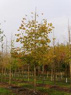 **ACTIE** Corylus colurna, Turkse hazelaar, GOEDKOPE BOOMPJE, Tuin en Terras, Planten | Struiken en Hagen, Ophalen of Verzenden