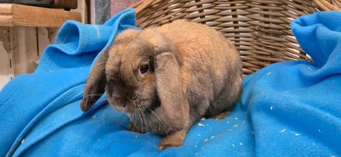 Gecastreerde ram STAMPERTJE uit de opvang zoekt een tehuis, Dieren en Toebehoren, Konijnen, Mannelijk