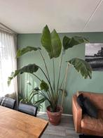 Prachtige strelizia / paradijsvogelplant in terra cotta pot, Huis en Inrichting, Kamerplanten, Ophalen, 200 cm of meer, Overige soorten
