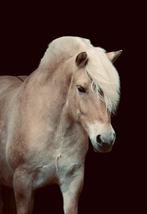 Gezocht verzorgster, Dieren en Toebehoren, Paarden en Pony's | Verzorgingsproducten, Ophalen of Verzenden