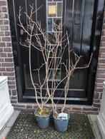 Sering Syringa Andenken an Ludwig Spath 95cm, Tuin en Terras, Ophalen, Overige soorten, Minder dan 100 cm